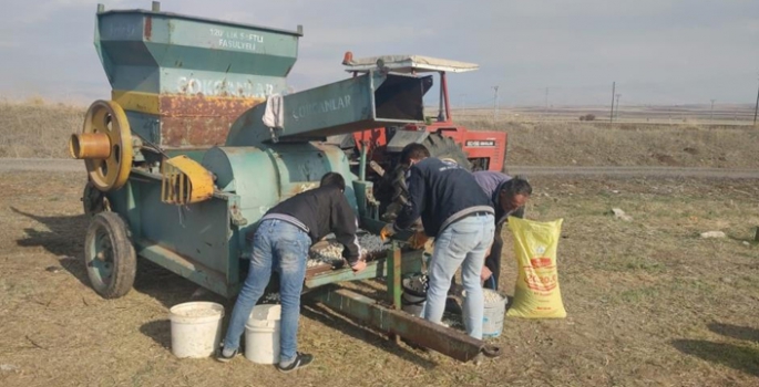 200 yıllık Ata tohumunu çoğaltmayı başardı