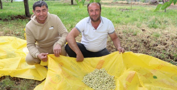 Dağlarda kar, bağlarda meyve var