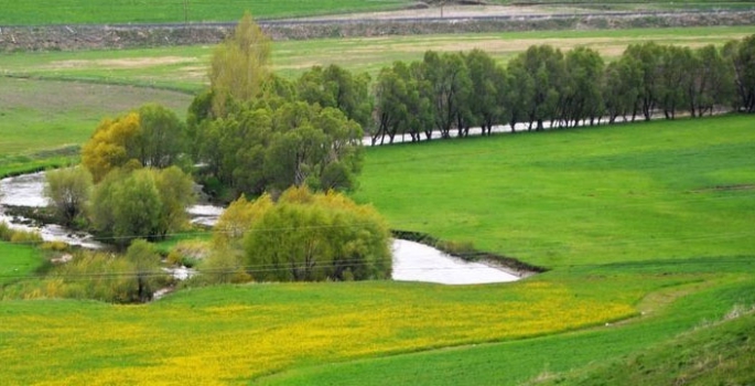 Doğu orman fakiri