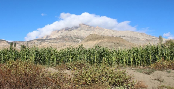 Erzurum’da mısır hasadı