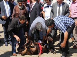 Köylüleri Altınok'un Başarısı İçin Dua Etti