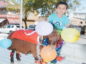 Bayramlık koçlar göz doldurdu