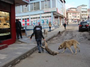 KÖPEKLERE İŞKENCEYE VALİLİK SORUŞTURMASI