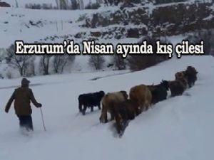 Erzurum'da Nisan ayında kış çilesi