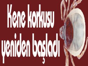 Kene korkusu yeniden başladı