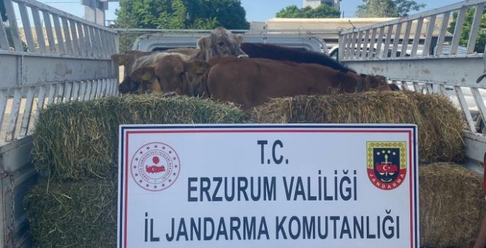 Hayvan hırsızları jandarmadan kaçamadı