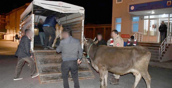 Horasan’dan çaldı, Sarıkamış’ta yakalandı