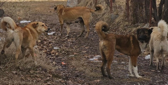 İspir'de başıboş köpekler tehdit oluşturuyor