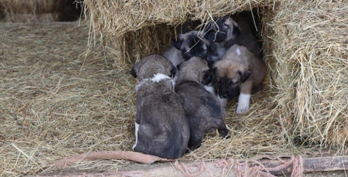 Kuyruksuz köpek yavruları şaşırttı