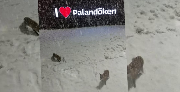 Palandöken’de tilkilerin kar sevinci