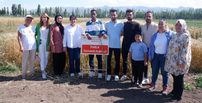 Pasin Ovası'nda ‘Parla’ başak verdi