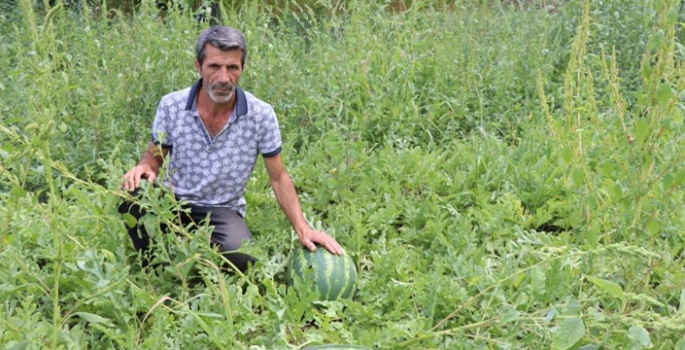 Yerli üretim karpuz ilgi görüyor